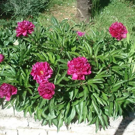 Apartmani Tijano Daire