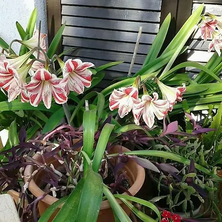 Daire Apartmani Tijano Krnica