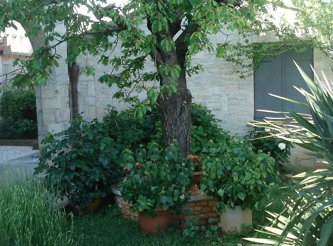 Tijano